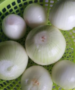 OIGNONS SURGELÉS