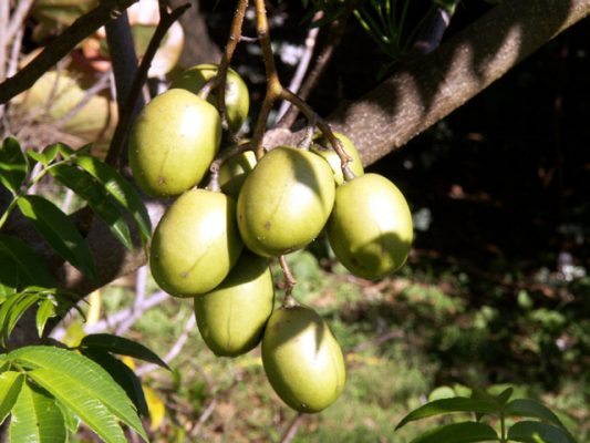 prune de Cythère-zevi fruit reunion